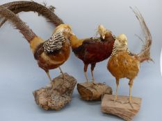 Three taxidermy studies of Golden Pheasants,