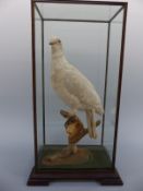 A taxidermy study of an albino wood pigeon in a glass display case