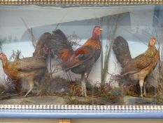 A taxidermy study of two hens and a cockerel in naturalistic setting,