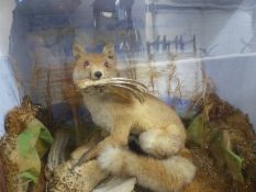 A taxidermy study of a fox with pheasant with feathers in its mouth in naturalistic setting,