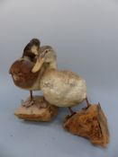 A taxidermy study of a pair of mallard ducks