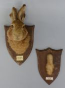 A taxidermy study of a hare's head together with a foot both mounted on wooden shields with ivorine