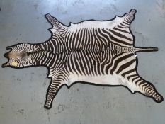 A taxidermy zebra skin, laid on black felt backing,