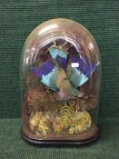 A Victorian taxidermy bird specimen under glass dome on ebonised stand