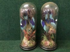 A pair of Victorian taxidermy bird specimens under glass domes on ebonised bases
