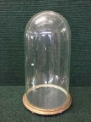 A large Victorian glass dome on gilt stand