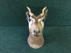 A taxidermy deer head