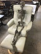 A human skeleton,
