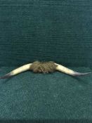 A set of cow horns