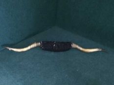 A large set of Cow horns