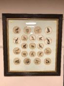 After John Duncan : Twenty-one hand coloured engraved portraits of birds, framed.