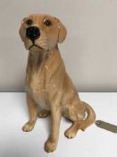 A large Royal Doulton figure - Golden Labrador number 2314
