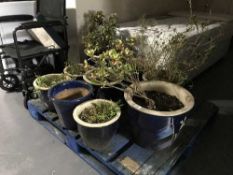 A pallet of nine glazed pottery garden planters