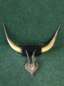 A pair of cow horns together with a pair of antlers mounted on a mahogany shield
