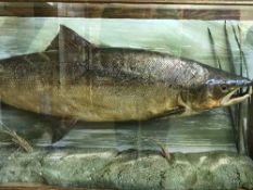 A taxidermy fish in display case - Salmon