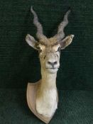A taxidermy sprial horned antelope