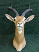 A taxidermy impala head