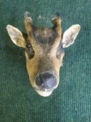 A taxidermy monk jack head