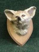 A taxidermy fennel fox mask