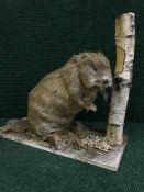 A taxidermy beaver