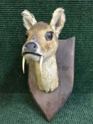 A taxidermy musk deer head