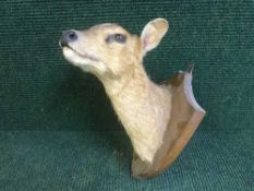 A taxidermy deer head