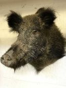 A taxidermy boar head