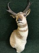 A taxidermy prong horned deer