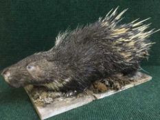 A taxidermy porcupine