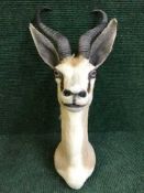 A taxidermy Springbok head