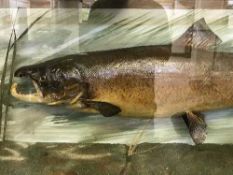 A taxidermy fish in display case - Salmon