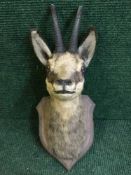 A taxidermy chamois