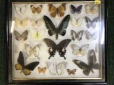 A glazed butterfly specimen display case