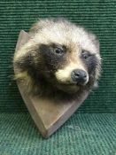 A taxidermy badger mask