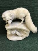 A taxidermy Arctic fox
