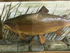 A taxidermy fish in display case - Trout
