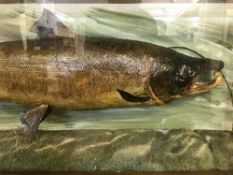 A taxidermy fish in display case - Salmon