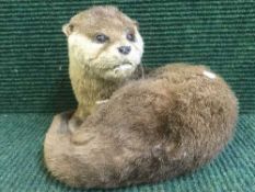 A taxidermy short clawed otter