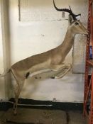 A full taxidermy male impala leaping