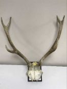 A set of antlers on plaque