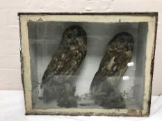 A pair of stuffed owls in display case