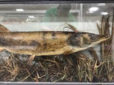 A antique taxidermy pike in glazed display case taken by K.S.