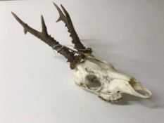 A small deer's skull with antlers