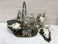 A basket of six deer skulls mounted on plaques