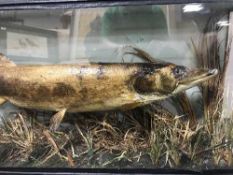 A antique taxidermy pike in glazed display case taken by K.S.
