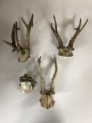 Four sets of deer antlers