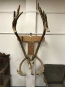 A moose skull and antlers mounted on a board
