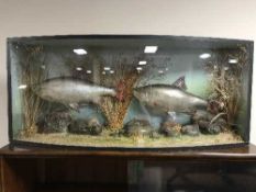 A late 19th / early 20th century taxidermy display case containing two bream