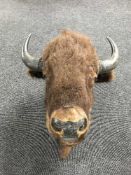 Bison (Bison bison) Shoulder mount, 86cm from the wall,