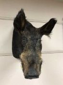 European Wild Boar (Sus scrofa), shoulder mount with jaws agape, 55cm from the wall,